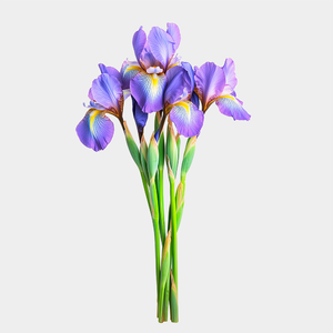 Ирисы, букет из 5 цветов