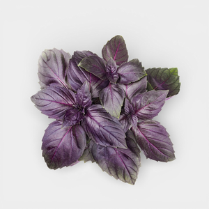 Базилик в горшочке