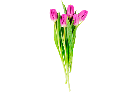 Тюльпаны, букет из 5 цветов