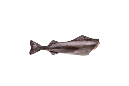 Угольная рыба, 0,9 - 1,5 кг